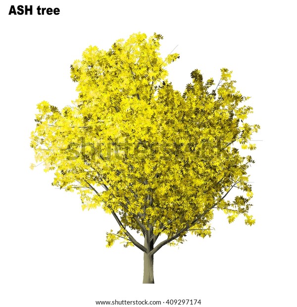 Ash Tree Isolated On White Background Stock Illustration 409297174