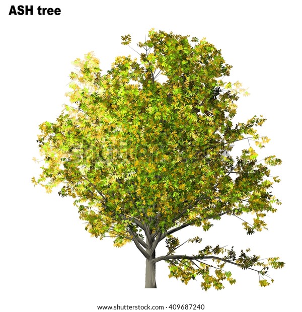 Ash Tree Isolated On White Background Stock Illustration 409687240