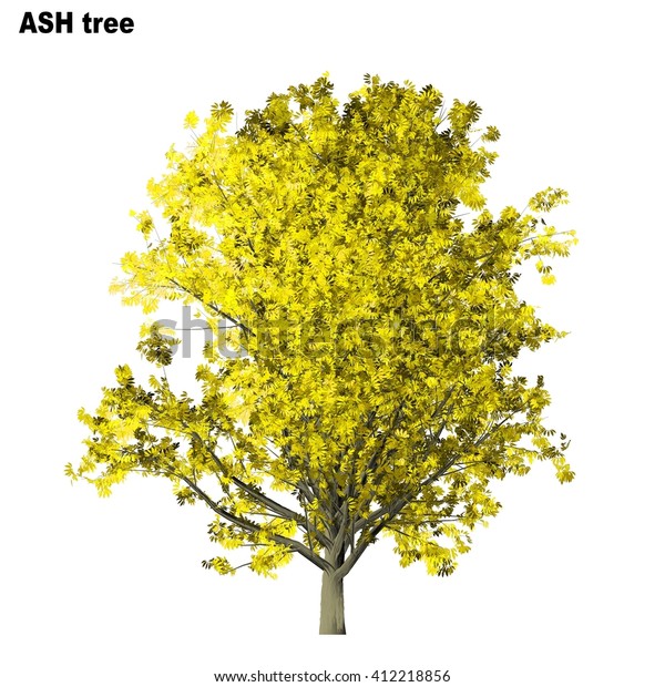 Ash Tree Isolated On White Background Stock Illustration 412218856