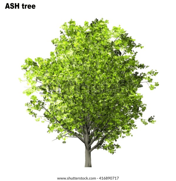 Ash Tree Isolated On White Background Stock Illustration 416890717