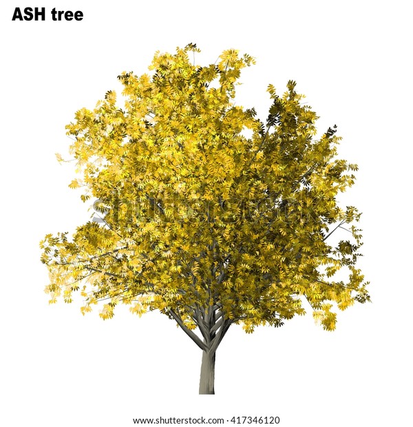 Ash Tree Isolated On White Background Stock Illustration 417346120