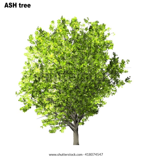 Ash Tree Isolated On White Background Stock Illustration 418074547