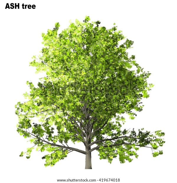 Ash Tree Isolated On White Background Stock Illustration 419674018