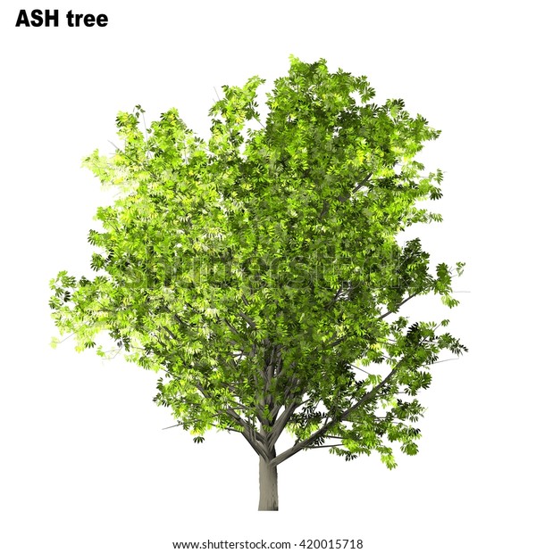 Ash Tree Isolated On White Background Stock Illustration 420015718