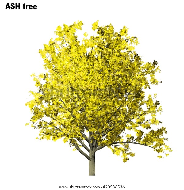 Ash Tree Isolated On White Background Stock Illustration 420536536