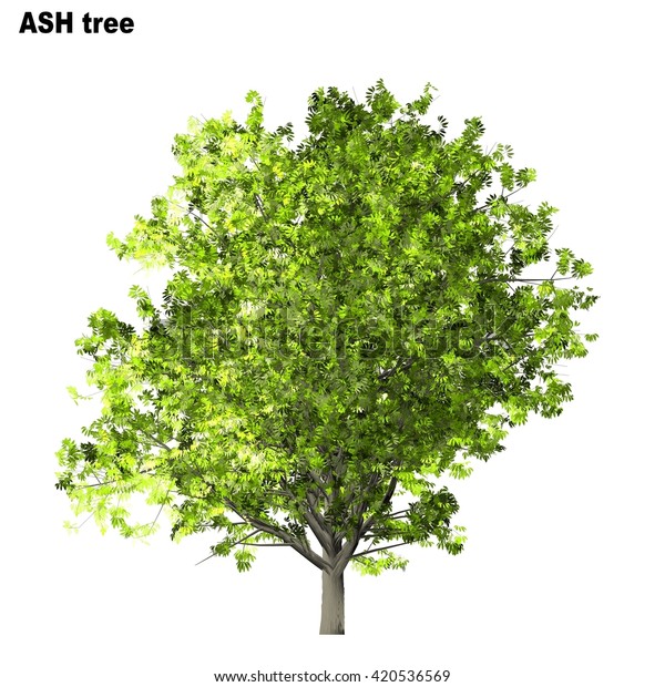 Ash Tree Isolated On White Background Stock Illustration 420536569