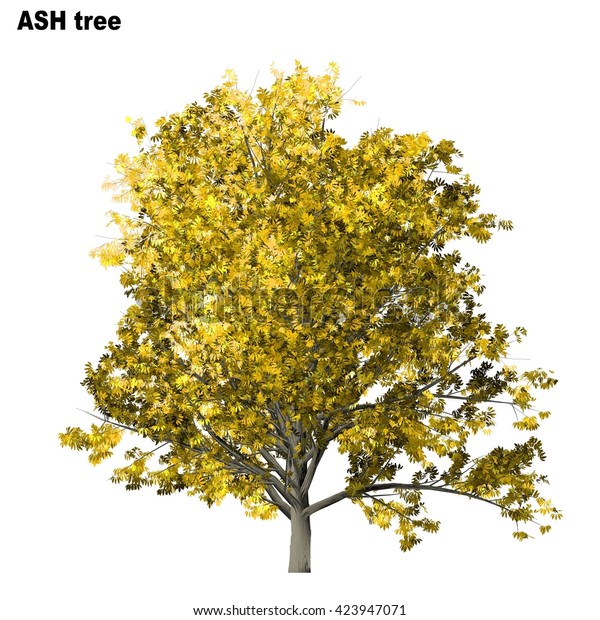 Ash Tree Isolated On White Background Stock Illustration 423947071