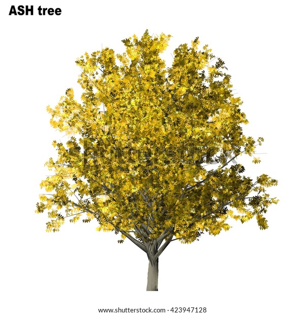 Ash Tree Isolated On White Background Stock Illustration 423947128