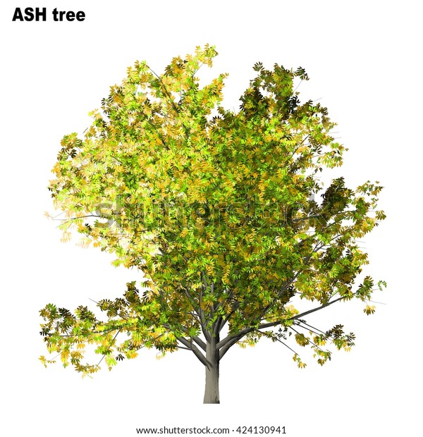 Ash Tree Isolated On White Background Stock Illustration 424130941