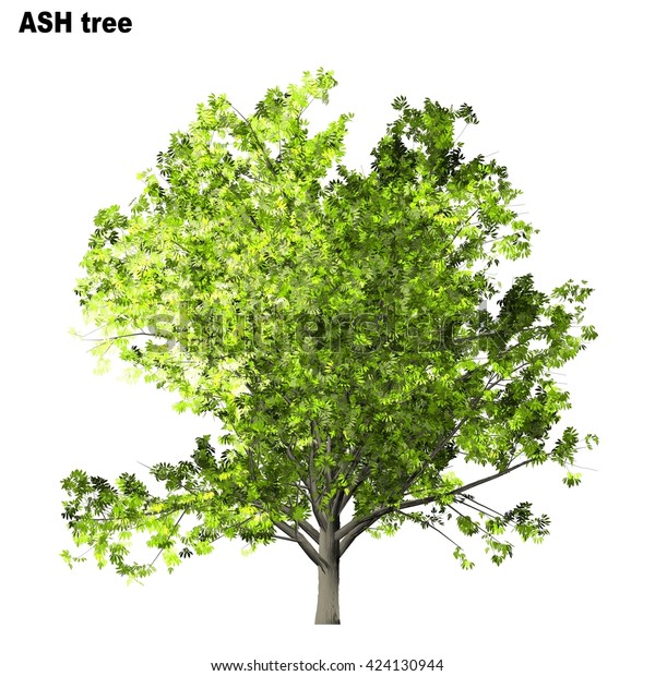 Ash Tree Isolated On White Background Stock Illustration 424130944