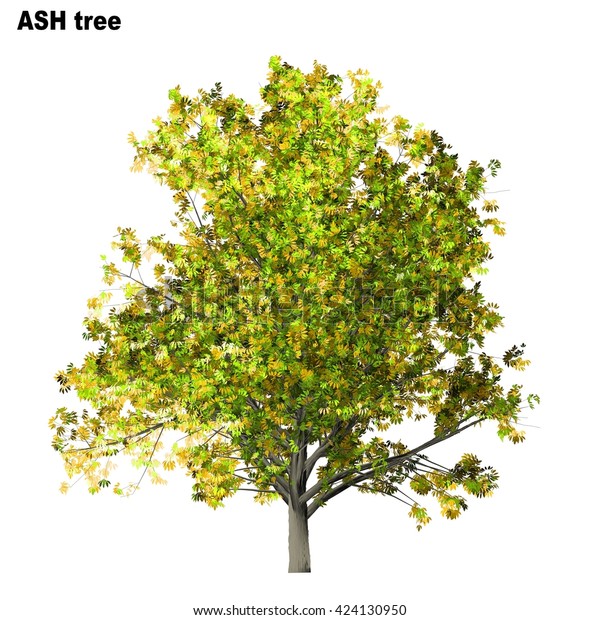 Ash Tree Isolated On White Background Stock Illustration 424130950