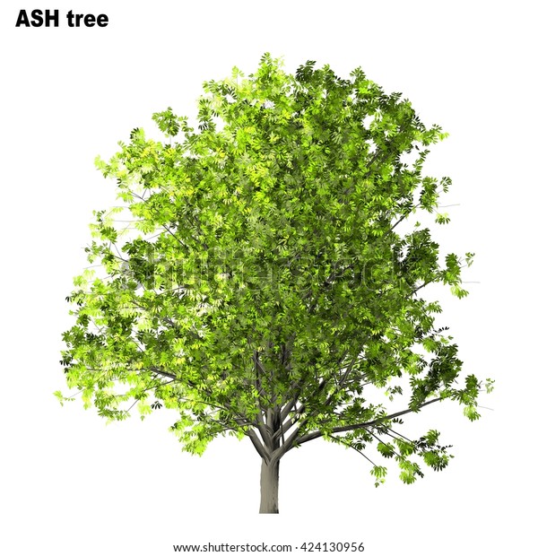 Ash Tree Isolated On White Background Stock Illustration 424130956