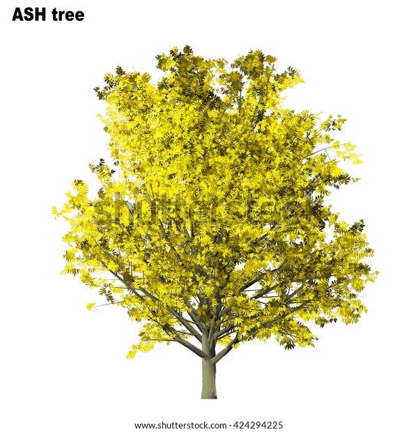 Ash Tree Isolated On White Background Stock Illustration 424294225