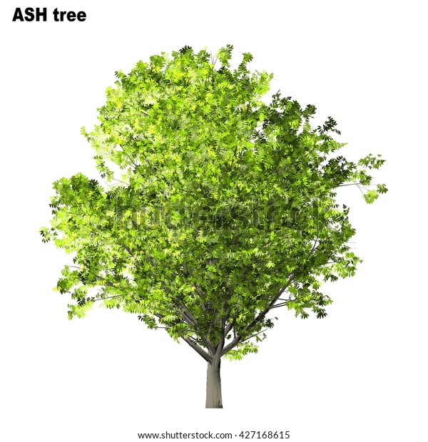 Ash Tree Isolated On White Background Stock Illustration 427168615