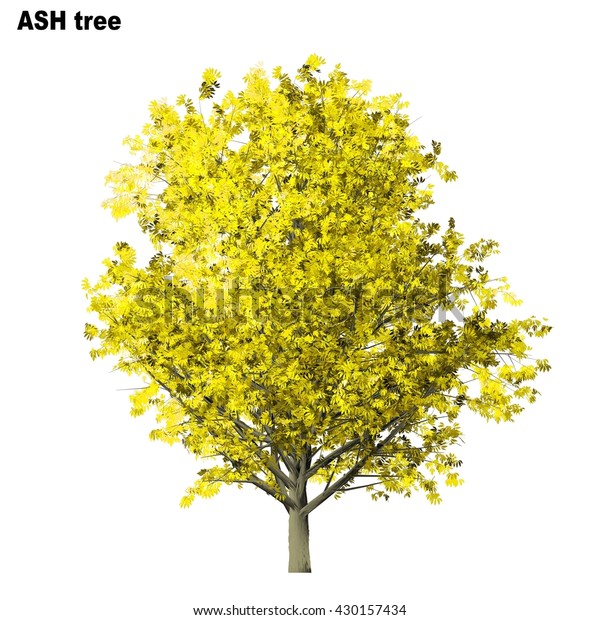 Ash Tree Isolated On White Background Stock Illustration 430157434