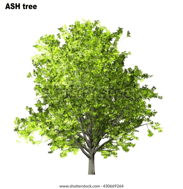 Ash Tree Isolated On White Background Stock Illustration 430669264