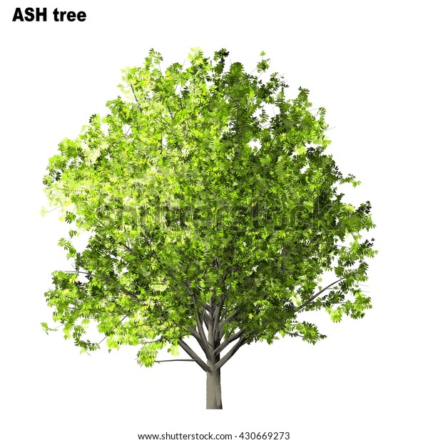 Ash Tree Isolated On White Background Stock Illustration 430669273