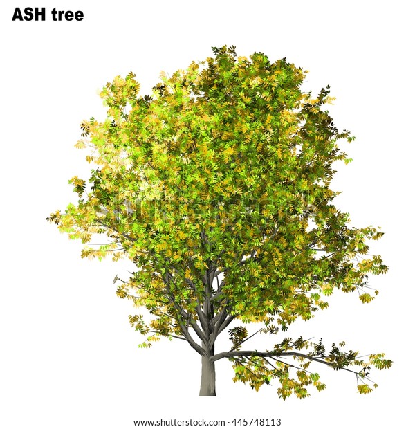 Ash Tree Isolated On White Background Stock Illustration 445748113