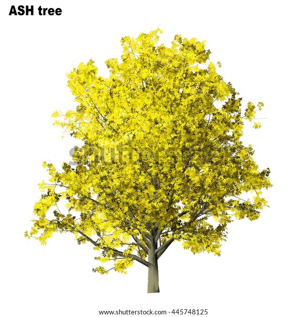 Ash Tree Isolated On White Background Stock Illustration 445748125