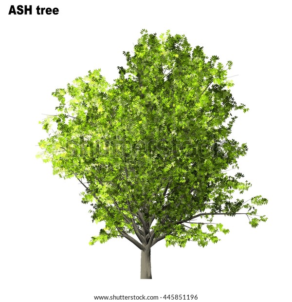 Ash Tree Isolated On White Background Stock Illustration 445851196