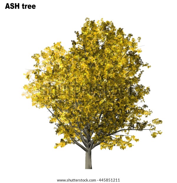 Ash Tree Isolated On White Background Stock Illustration 445851211