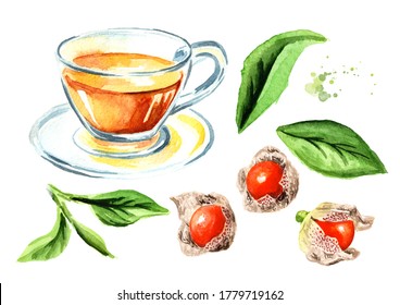 Ashwagandha Or Indian Ginsengherbal Tea And Leaves With Berries Set. Hand Drawn Watercolor Illustration  Isolated On White Background