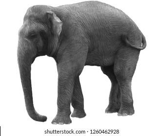 Asian elephant aka Indian elephant isolated