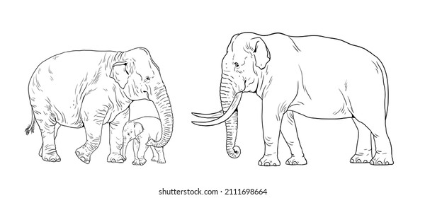 Asian elephant family. Elephant bull, cow and baby elephant. Digital template for coloring book. - Powered by Shutterstock