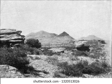 Aspect Of Vegetation In A Texas Desert, Vintage Engraved Illustration. From The Universe And Humanity, 1910.
