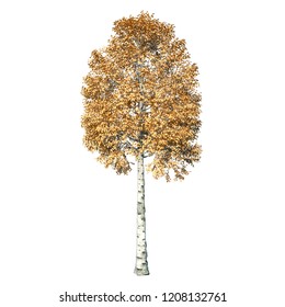 Aspen Tree Isolated On White Background