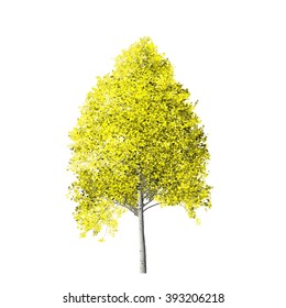 Aspen Tree Isolated On White Background.