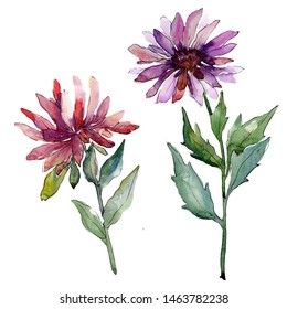 Aster Floral Botanical Flowers. Wild Spring Leaf Wildflower Isolated. Watercolor Background Illustration Set. Watercolour Drawing Fashion Aquarelle Isolated. Isolated Asters Illustration Element.