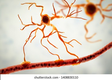 Astrocyte and blood vessel, 3D illustration. Astrocytes, brain glial cells, also known as astroglia, connect neuronal cells to blood vessels