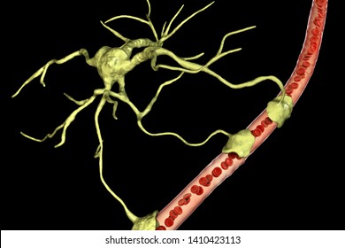 Astrocyte and blood vessel, 3D illustration. Astrocytes, brain glial cells, also known as astroglia, connect neuronal cells to blood vessels