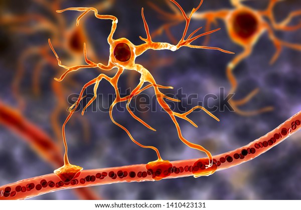 Astrocyte Blood Vessel 3d Illustration Astrocytes Stock Illustration ...