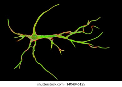 Astrocyte, a brain glial cell, 3D illustration. Astrocytes, also known as astroglia, connect neuronal cells to blood vessels, play role in immune responce against Toxoplasma gondii