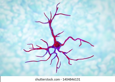 Astrocyte, a brain glial cell, 3D illustration. Astrocytes, also known as astroglia, connect neuronal cells to blood vessels, play role in immune responce against Toxoplasma gondii