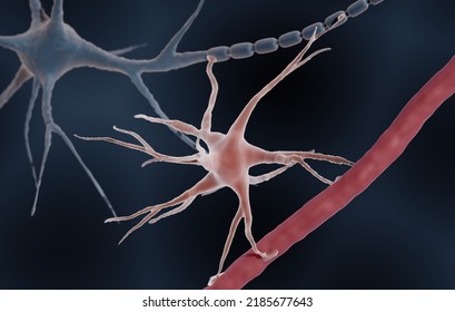 Astrocyte in human body, 3d illustration