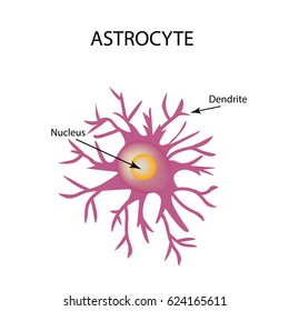 Astrocyte structure. Nerve cell. Infographics. illustration on isolated background
