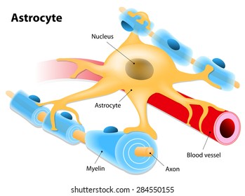 Astrocyte - a type of glial cell.
