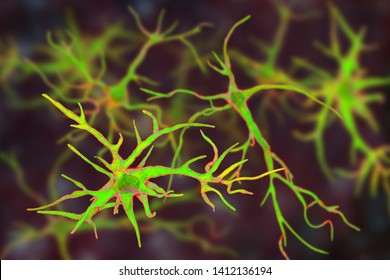 Astrocytes, brain glial cells, 3D illustration. Astrocytes, also known as astroglia, connect neuronal cells to blood vessels