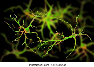 Astrocytes, brain glial cells, 3D illustration. Astrocytes, also known as astroglia, connect neuronal cells to blood vessels, play role in immune responce against Toxoplasma gondii