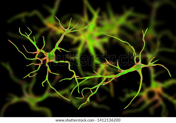 Astrocytes,\
brain glial cells, 3D illustration. Astrocytes, also known as\
astroglia, connect neuronal cells to blood vessels, play role in\
immune responce against Toxoplasma\
gondii