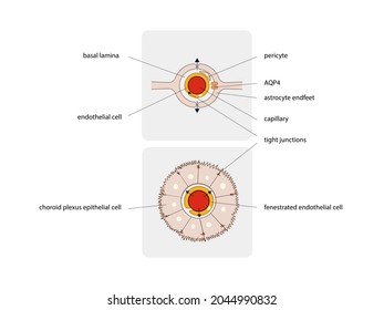 Astrocytes. Schematic diagram of the neurogliovascular unit. Types of glial cells such as pericytes and astrocytes, 2d graphic, illustration