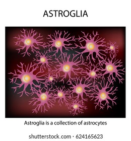 Astroglia structure. Astrocyte. Nerve cell. Infographics. illustration on isolated background