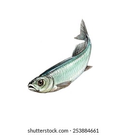 Atlantic Herring (Clupea Harengus)