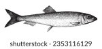 Atlantic herring (Clupea harengus) - Vintage engraved illustration isolated on white background