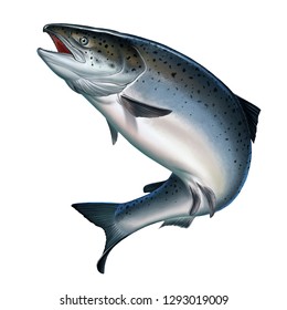 Atlantic Salmon Or Pink Salmon On A White Background. Red Salmon. Fishing On The River Northern Fish.