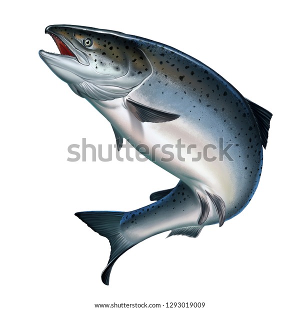 白い背景に大西洋のサケまたはピンクサケ 赤鮭 北の魚の川での釣り のイラスト素材