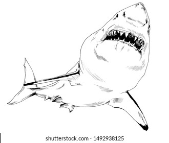 Sketch Megalodon Images Stock Photos Vectors Shutterstock